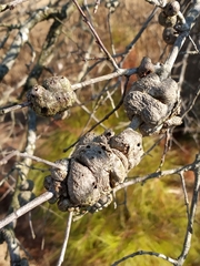 Callirhytis quercuscornigera