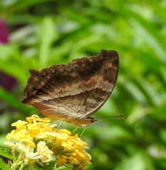 Yoma sabina