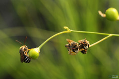 Pseudapis diversipes