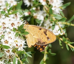 Heteronympha solandri