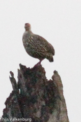 Pternistis clappertoni