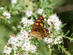 Heteronympha solandri