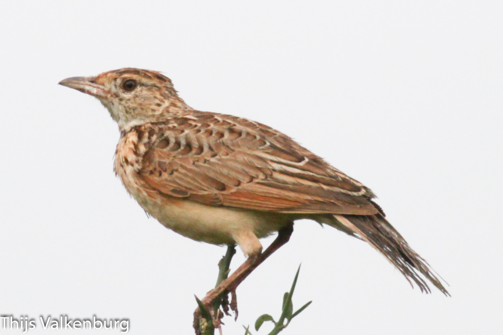 Kidepo Lark photo