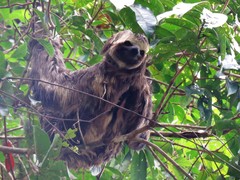 Bradypus variegatus trivittatus