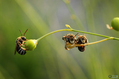 Pseudapis diversipes