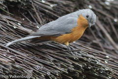 Melaenornis semipartitus