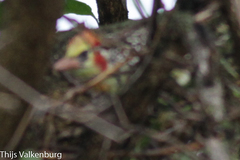 Trachyphonus erythrocephalus versicolor