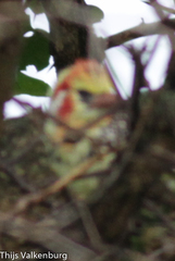 Trachyphonus erythrocephalus versicolor