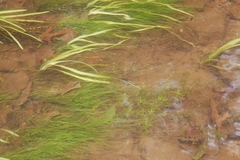 Najas gracillima