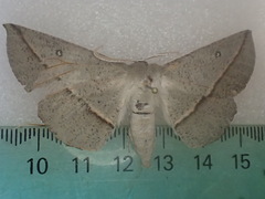 Phallaria ophiusaria