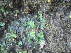Marchantia foliacea