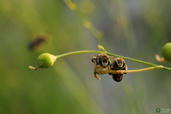 Pseudapis diversipes