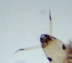 Thienemanniella