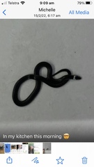 Cacophis harriettae