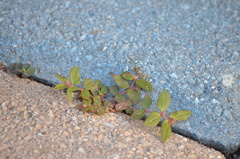 Euphorbia hirta image