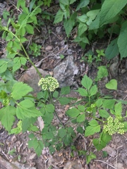 Ligusticum