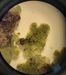 Lepidolaena clavigera