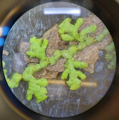 Lepidolaena clavigera