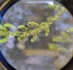 Lepidolaena clavigera