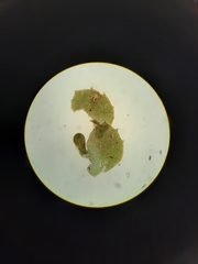 Lepidolaena clavigera