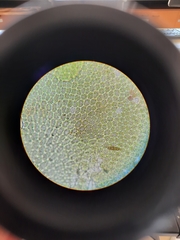 Lepidolaena clavigera