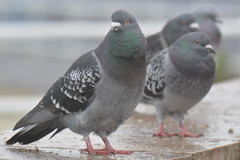 Columba livia domestica