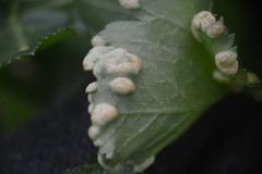 Puccinia smyrnii