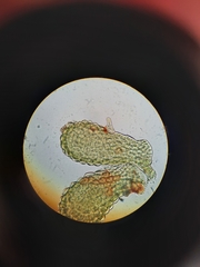 Lepidolaena clavigera