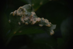 Puccinia smyrnii