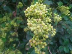 Dilleniaceae