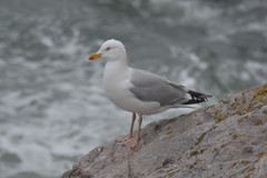 Larus argentatus