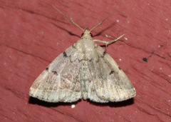 Zanclognatha dentata