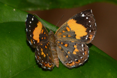 Parvospila emylius