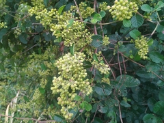 Dilleniaceae
