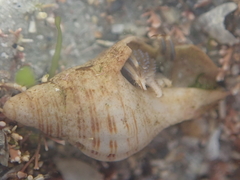 Agnewia tritoniformis