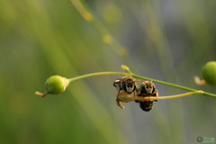 Pseudapis diversipes