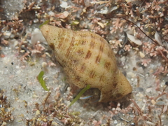 Agnewia tritoniformis