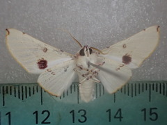 Oenochroma pallida