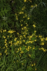 Lysimachia lewisii