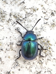 Gastrophysa janthina