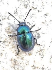 Gastrophysa janthina