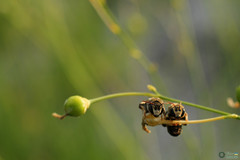 Pseudapis diversipes