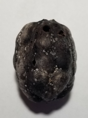 Sacoglottis amazonica