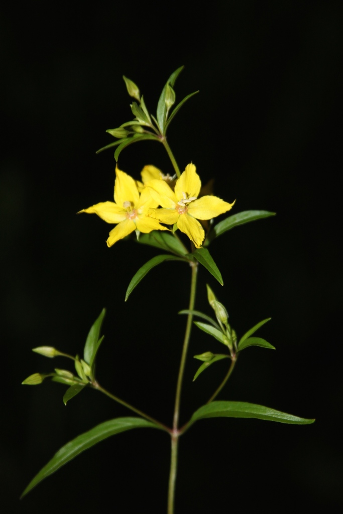 Lewis' yellow-loosestrife