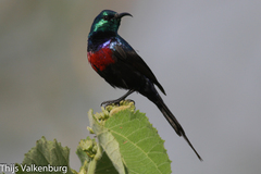 Cinnyris erythrocercus