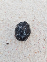 Sacoglottis amazonica