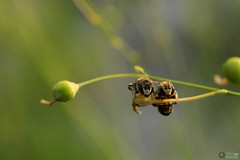 Pseudapis diversipes