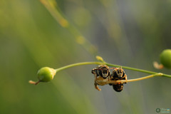 Pseudapis diversipes