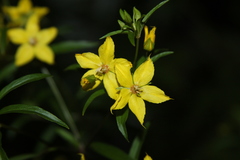 Lysimachia lewisii
