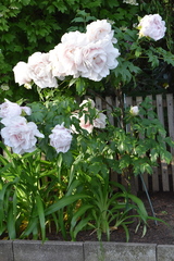 Paeonia × suffruticosa